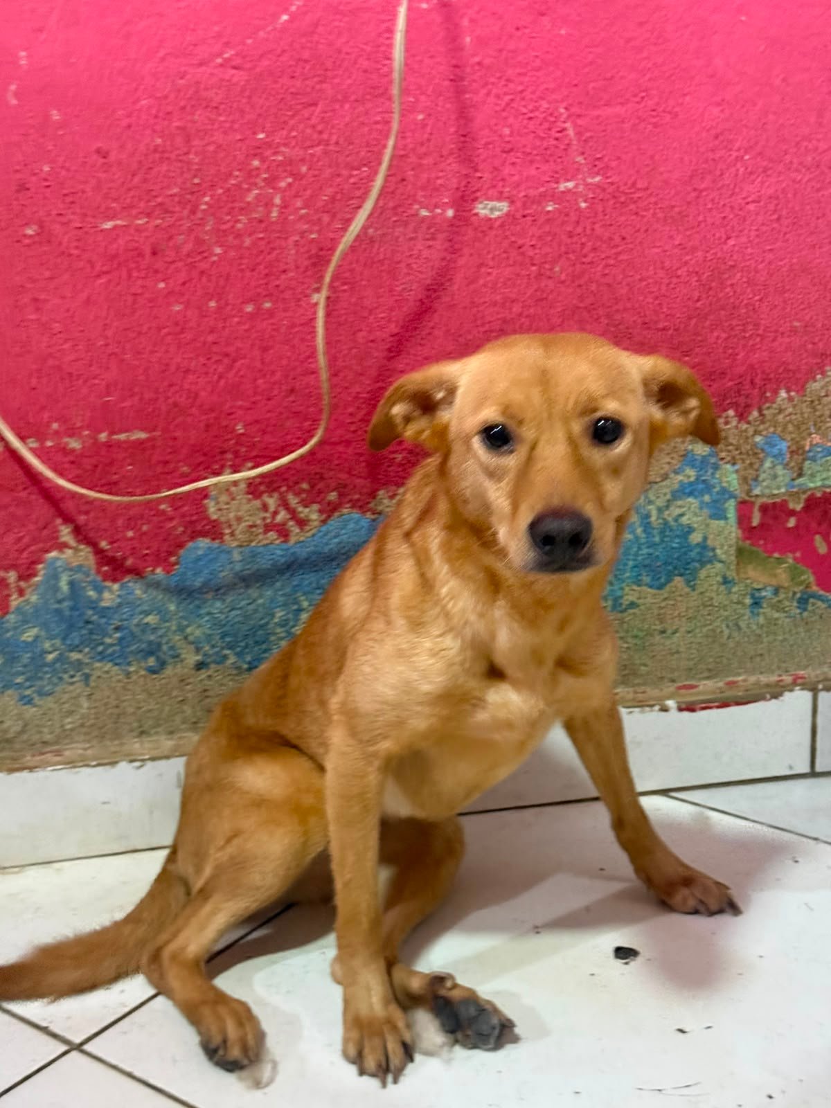 Maria Clara, cadela para adoção